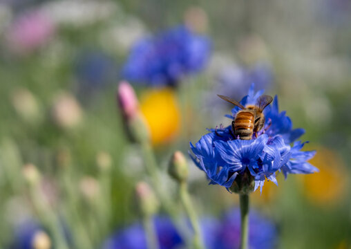 Bee Gathering Pollen on Purple-Blue Bachelor's Button Cornflower