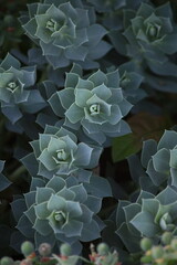 Wilczomlecz mirtowaty (Euphorbia myrsinites) © Monika