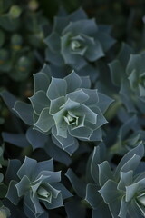 Wilczomlecz mirtowaty (Euphorbia myrsinites) © Monika