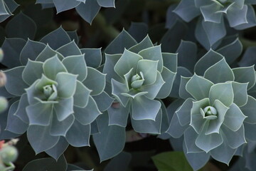 Wilczomlecz mirtowaty (Euphorbia myrsinites)