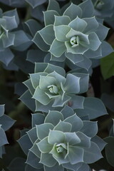 Wilczomlecz mirtowaty (Euphorbia myrsinites) © Monika