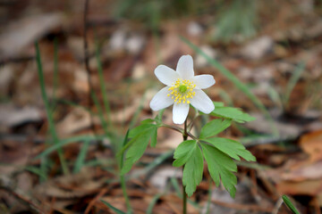 White wood anemone flower in the forest.
