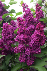 Purple lilac flowers in the garden. Floral natural background.
