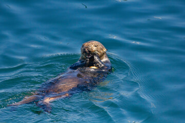 An Otter snacking on a crab
