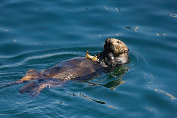 An Otter snacking on a crab - obrazy, fototapety, plakaty