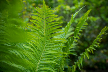 Forest Fern Leaf  Detail