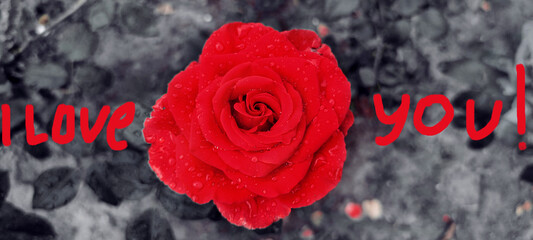 a red rose with the recognition "I love you!" close-up on a black and white background, love romance