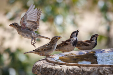 House sparrows.  (Passer domesticus). 