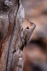 Female Redshafted Northern Flicker on a dead tree perch