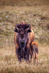 Fototapeta na wymiar Bison mother and calf side by side on a hillside, head-on