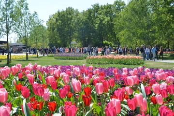 Landscape orientation showing visitors in a park of pink, white, and purple tulips among green trees and grass at the Keukenhof Tulip Garden Show in Lisse, The Netherlands