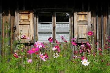 Fototapeta na wymiar Window with shutters of wooden cottage. In the foreground, blurry pink cosmos flowers in garden. Wdzydze Kiszewskie, Kaszubia, Poland