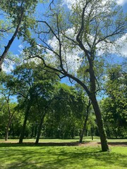 Obraz premium trees in the park