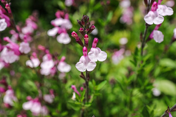 Salvia microphylla, the baby sage, Graham's sage, or blackcurrant sage, is an evergreen shrub found in the wild in southeastern Arizona and the mountains of Mexico.