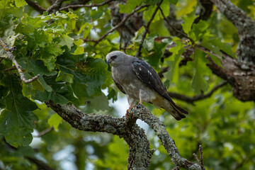 Mississippi Kite Sitting In Tree