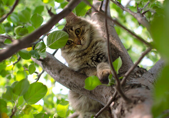 Naklejka na ściany i meble cat climbs a tree. Charming cat portrait on a tree branch in natural conditions. Selective focus