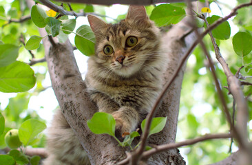 Naklejka na ściany i meble cat climbs a tree. Charming cat portrait on a tree branch in natural conditions. Selective focus