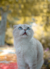 Naklejka na ściany i meble white British shorthair cat with blue eyes sits against the background of autumn leaves in the sun in nature. The concept of pets. The vertical position of the photo