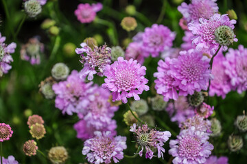 Scabiosa 'Pink Mist' is a herbaceous perennial to 40cm tall, forming a mound of ferny foliage and producing pink, pincushion flowers over a long period from early summer into autumn.