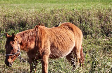 A beautiful image of a bird on top of a horse.