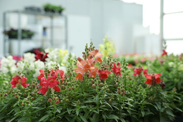 Fototapeta na wymiar Many beautiful blooming snapdragon plants in garden center
