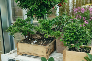 Wooden crates with small trees on table in garden center