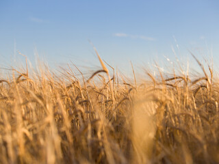 A closeup of ripening ears of wheat field on a sunny day with clear sky at background