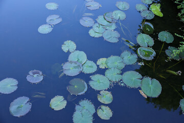 Obraz na płótnie Canvas Many beautiful green lotus leaves in pond