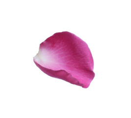 Pink rose flower petal on white background