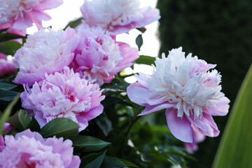 Fototapeta premium Beautiful pink peony flowers outdoors, closeup view