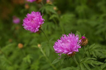 Fototapeta premium Beautiful blooming purple cornflowers growing outdoors, closeup. Space for text