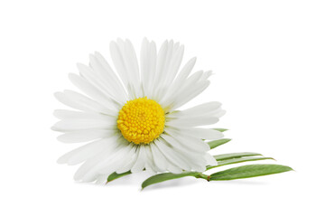 Fototapeta na wymiar Beautiful daisy flower and green leaves on white background