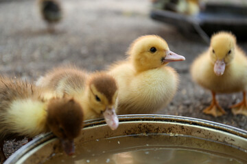 Cute fluffy ducklings near bowl of water in farmyard