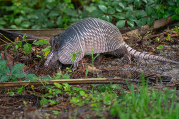 Armadillo digging for insects to eat