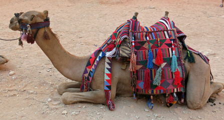 camel crouched on the desert sand and has a fabric-covered saddle
