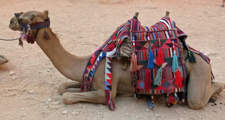 Fotobehang camel crouched on the desert sand and has a fabric-covered saddle © ChiccoDodiFC