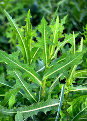 It grows in nature Lactuca serriola