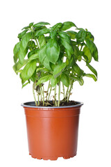 Pot of fresh basil isolated on white background.