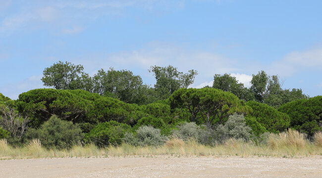 typical southern European vegetation called Macchia Mediterranea with sand and bushes and trees