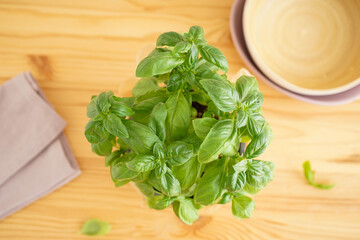 Fresh green basil plant in pot on wooden background, top view.