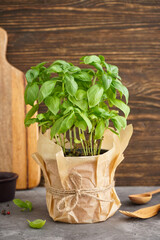 Fresh green basil plant in pot on wooden background. Vertically.