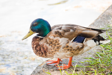 Birds and animals in wildlife concept. Mallard at the edge of a pond. Male wild duck standing in green grass. Colorful mallard drake near the lake