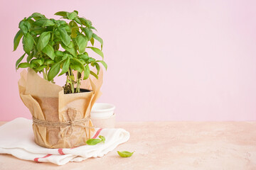 Fresh green basil plant in pot on pink background, space for text.