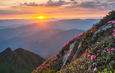 Naklejka na ściany i meble Sunset in Ukrainian Carpathians with rhodoendron and stones in foreground. 