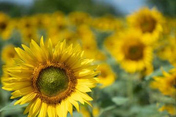 Sunflower field yellow summer close up. Sunflower field landscape. Selective focus in the foreground.