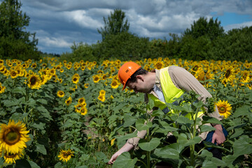 Agronomist with tablet inspects sunflower crop in agricultural field  Agro concept farmer in sunflower plantation on farm. Agro engineer 
 standing in a sunflower field and checking crop. 
