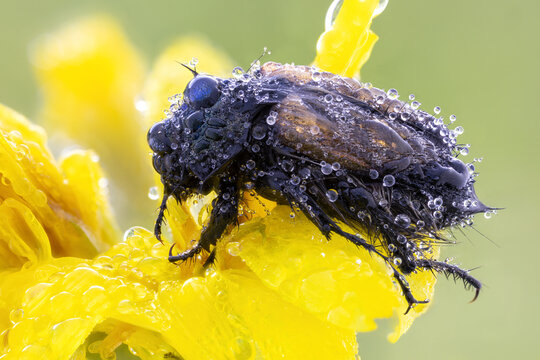 macro close up of a Garden Foliage Beetle (Phyllopertha horticola)  on yellow flower

