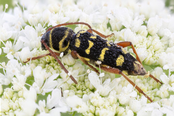 Alfalfa longhorn beetle (Plagionotus floralis) on white flowers. wasp mimic.