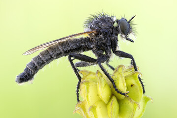 high detail close up of a Robber fly on a wild plant. Assasin fly. Green backgroud.