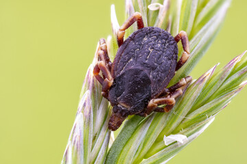 macro close up of a parasitic arachnid Hyalomma tick on a grass at the meadow